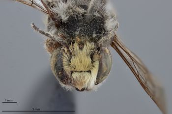 Media type: image;   Entomology 785769 Aspect: head frontal view